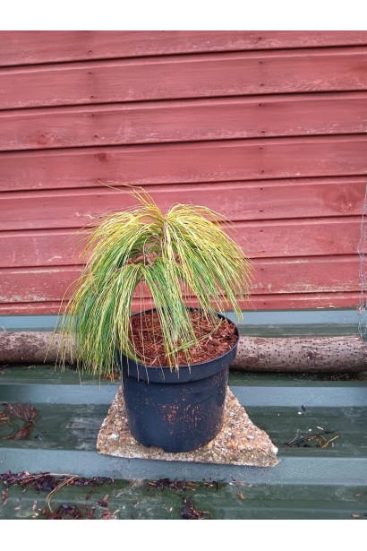 Саджанець сосни Веймутова Пасіфік Санрайз